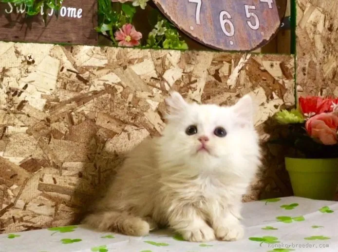 ID:1509-00348の子猫
