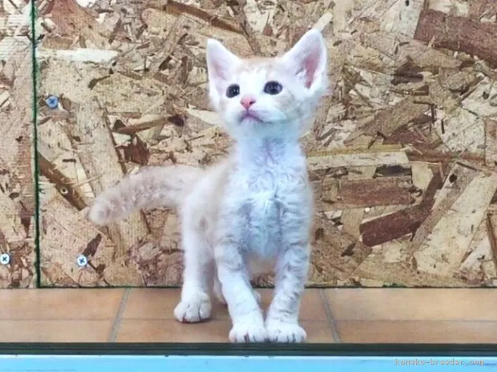 ID:1605-00341の子猫