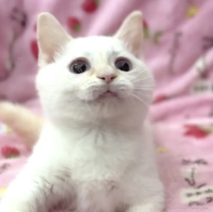ID:2308-02621の子猫