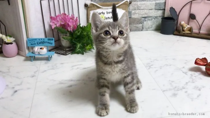 ID:1811-01050の子猫