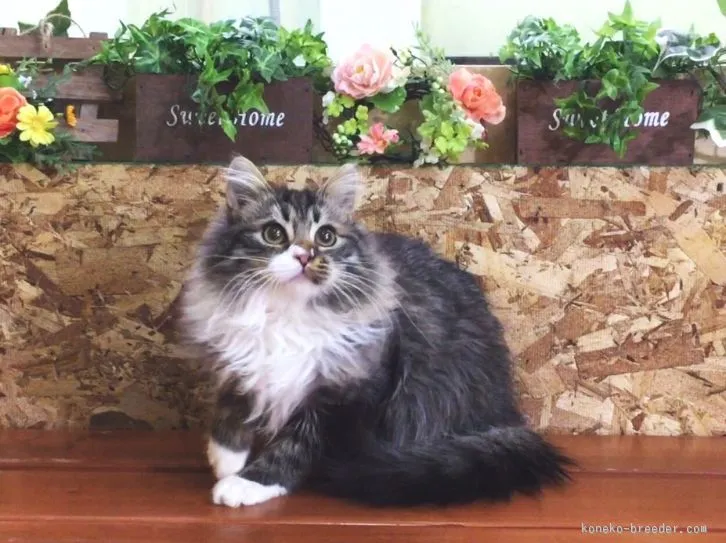 ID：1507-00130の子猫