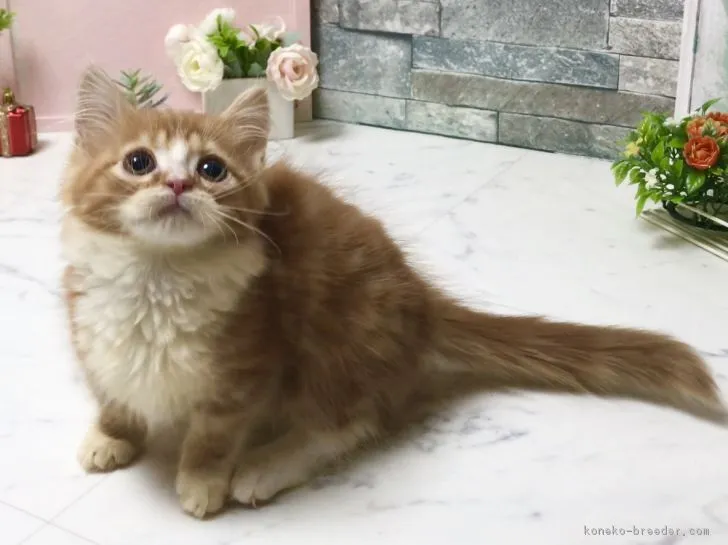 ID：1806-00388の子猫