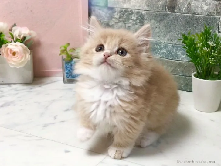 ID：1811-00471の子猫