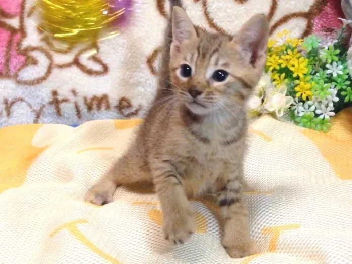 ID：1408-00118の子猫