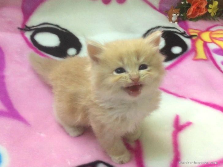 ID:1701-00232の子猫