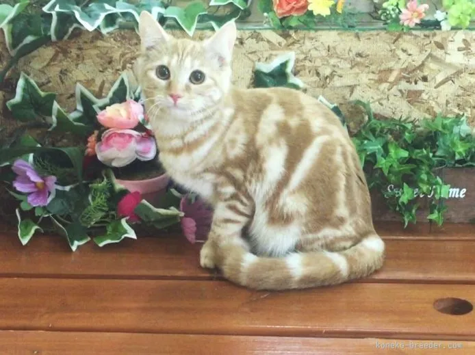 ID:1507-00347の子猫