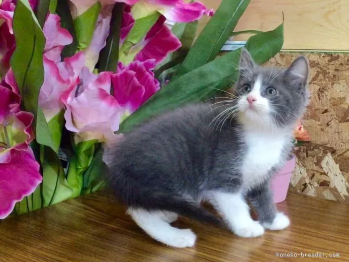 ID:1509-00253の子猫