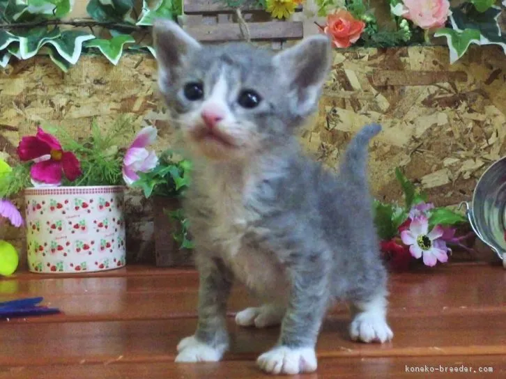 ID：1604-00353の子猫