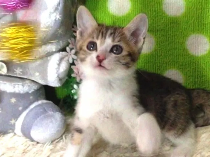 ID：1309-00113の子猫
