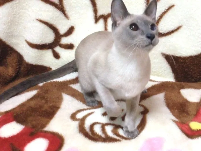 ID：1412-00026の子猫