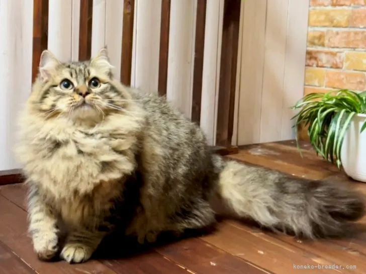 ID：2106-02519の子猫