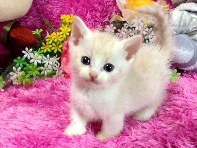 ID:1403-00367の子猫