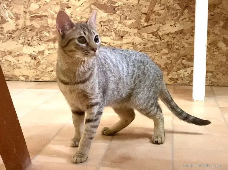 ID:2007-01633の子猫