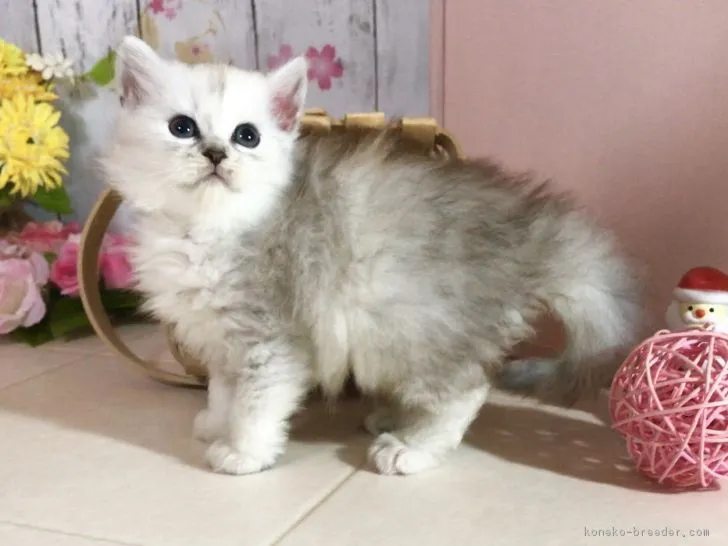 広島空港 様のお迎えした子猫