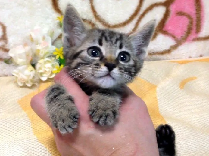 ID：1409-00067の子猫