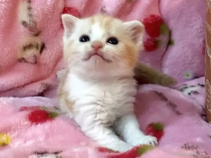 ID：2108-01176の子猫