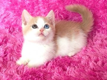 マンチカン【北海道・男の子・2013年10月28日・クリーム&ホワイト】の写真「極短オッドアイ☆お父さんはダブルチャンピオン！！」