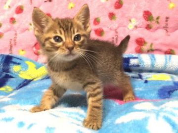 オシキャット【北海道・男の子・2015年1月16日・チョコレートスポテッドタビー】の写真「犬の魂を宿した猫☆人気のチョコ☆超優良血統！！」