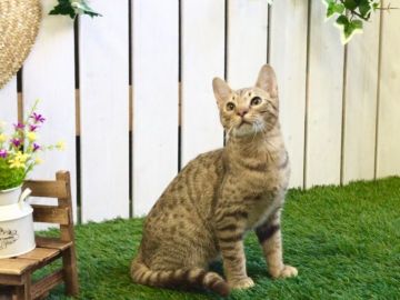 オシキャット【北海道・男の子・2017年4月6日・チョコレートスポッテッドタビー】の写真「犬の魂を宿した猫☆性格は動画でご確認☆優良血統」