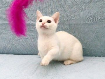 マンチカン【北海道・女の子・2017年2月9日・クリームリンクスポイント（ショートヘア）】の写真「極短マンチカン☆従順な性格は動画でご確認ください☆」
