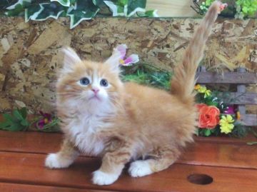 サイベリアン【北海道・男の子・2015年10月23日・レッドマッカレルタビー&ホワイト（ロングヘア（トリプルコート））】の写真「☆サイベリアン☆最高位のサンクトペテルブルク直子」