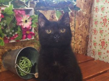 ボンベイ【北海道・女の子・2016年6月26日・ブラック】の写真「両親ともに最高位☆ブラックパンサーのような黒猫」