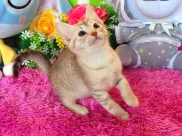 オシキャット【北海道・女の子・2013年10月12日・チョコレートシルバースポテッドタビー】の写真「人気のチョコスポット☆両親ともグランドチャンピオン！！」