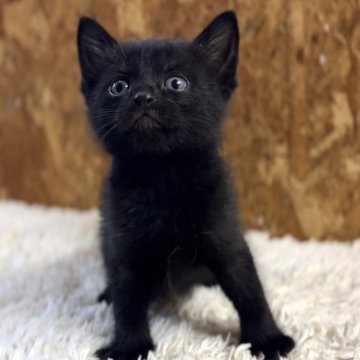 ボンベイ【北海道・男の子・2024年9月10日・ブラック】の写真「外出お風呂OKな神メソッド猫☆東京仙台大阪福岡可☆」