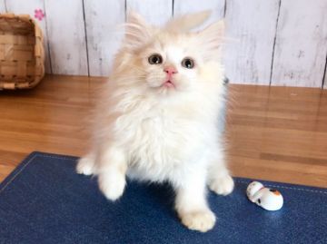 ラガマフィン【北海道・男の子・2017年6月11日・シェルクリームカメオ（ロングヘア）】の写真「自慢のフサフサ感☆両親ともにＷチャンピオン」