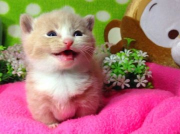 マンチカン【北海道・男の子・2013年10月28日・クリーム】の写真「極短☆お父さんはダブルチャンピオン！！」