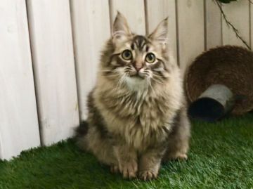 サイベリアン【北海道・男の子・2018年8月9日・ブラウンマッカレルタビー（ロングヘア（トリプルコート））】の写真「神メソッド動画☆猫アレルギー検証済☆」