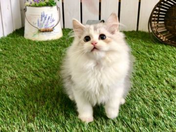 ラガマフィン【北海道・女の子・2017年6月26日・シルバーパッチドタビー&ホワイト（ロングヘア）】の写真「プレミアムラガマフィン☆モコモコ感をお楽しみ下さい」