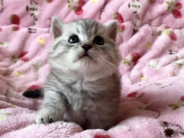 ミヌエット【北海道・男の子・2021年1月7日・シルバータビー（ショートヘア）】の写真「☆話題の神メソッド猫☆東京仙台大阪福岡可」