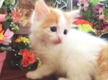 サイベリアン【北海道・女の子・2016年8月12日・レッド&ホワイトバン（ロングヘア（トリプルコート））】の写真「キュートなバンカラー☆パパはグランドチャンピオン☆」