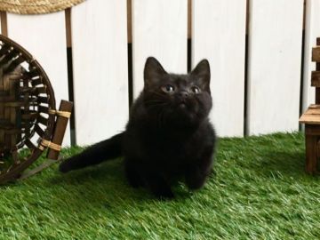 ボンベイ【北海道・女の子・2017年9月24日・ブラック】の写真「両親共に最高位☆超優良血統☆躾トレーニング済動画」