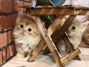 マンチカン【北海道・女の子・2017年11月3日・レッドタビー&ホワイト（ロングヘア）】の写真「長足レッドのマンチカン☆モコモコのロングヘア☆」