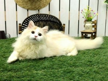 ラガマフィン【北海道・男の子・2016年12月25日・カメオ（ロングヘア）】の写真「ラガマフィンらしいフサフサ感☆パパはＷチャンピオン」