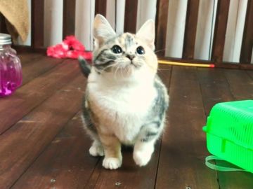 マンチカン(長足)【北海道・女の子・2018年7月26日・ブラウンパッチドタビー&ホワイト（ショートヘア）】の写真「瞳がくりくりな女の子☆神メソッド猫☆」