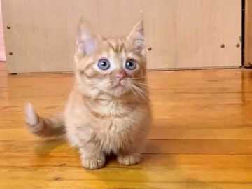 ミヌエット【北海道・男の子・2020年8月20日・レッドスポッテッドタビー（ショートヘア）】の写真「鮮やかなオレンジ☆神メソッド猫☆東京仙台大阪福岡可」