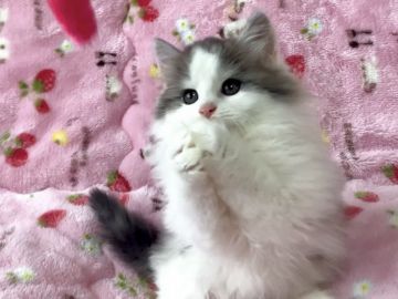 ミヌエット【北海道・男の子・2021年1月7日・シルバータビー&ホワイト（ロングヘア）】の写真「☆話題の神メソッド猫☆東京仙台大阪福岡可」