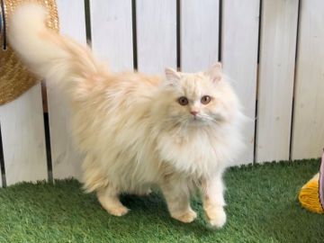 ラガマフィン【北海道・女の子・2020年5月8日・シェルカメオ（ロングヘア）】の写真「プレミアムラガマフィン爪切動画☆東京仙台大阪福岡可」