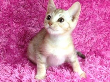 オシキャット【北海道・男の子・2013年10月12日・チョコレートシルバースポテッドタビー】の写真「人気のチョコスポット☆両親ともグランドチャンピオン！！」