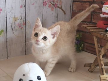 マンチカン(長足)【北海道・女の子・2018年3月28日・クリームカメオスポッテッドタビー（ショートヘア）】の写真「小柄なカメオの女の子☆祖父こてつ」
