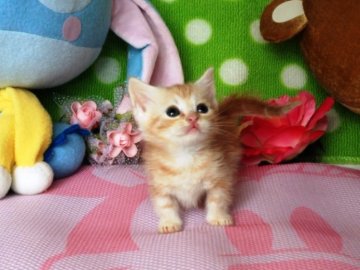 マンチカン【北海道・女の子・2013年9月4日・カメオタビー&ホワイト】の写真「極短☆お父さんはダブルチャンピオン！！」