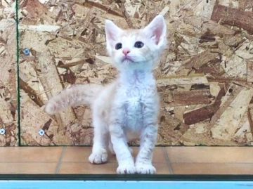 ラパーマ【北海道・男の子・2016年3月16日・ブルーマッカレルタビー&ホワイト（セミロング）】の写真「くるくるのセミロング☆ダブルチャンピオン直子」