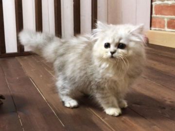 ラガマフィン【北海道・女の子・2018年1月22日・シェルトーティシェル&ホワイト（ロングヘア）】の写真「プレミアムラガマフィン☆モコモコ感をお楽しみ下さい」