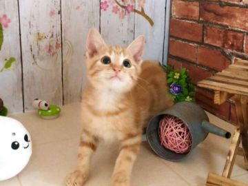 マンチカン(長足)【北海道・男の子・2018年7月26日・レッドタビー（ショートヘア）】の写真「笑顔が素敵な男の子☆神メソッド猫☆」