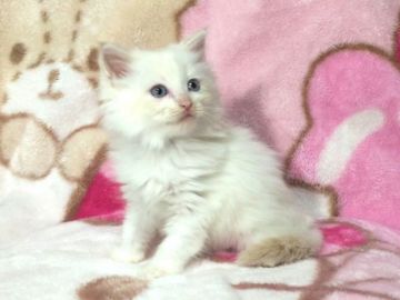 サイベリアン【北海道・女の子・2015年1月13日・クリームリンクスポイント（トリプルコート）】の写真「高貴なクリームリンクス☆グランドCH直子の優良血統」