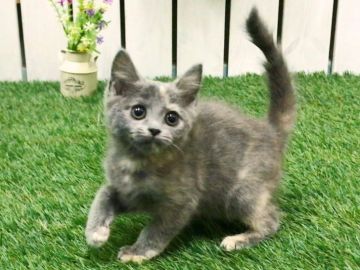 マンチカン(長足)【北海道・女の子・2018年10月7日・ブルークリーム（ショートヘア）】の写真「☆神メソッド猫☆完全な躾を動画でご確認頂けます」