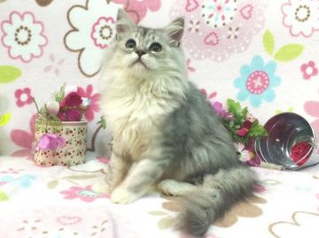 ラガマフィン【北海道・男の子・2015年11月1日・シェイデッドシルバー&ホワイト（ロングヘア）】の写真「理想的な愛玩猫☆パパはダブルチャンピオン」